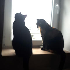 The silhouettes of two cats looking out a bright window